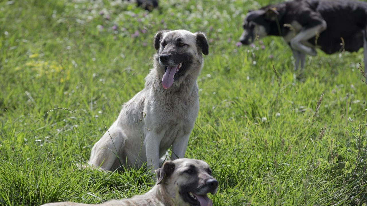 Adalet Bakanı Yılmaz Tunç, başıboş köpek sorununa ilişkin açıklama yaptı.