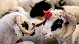 2025 kurbanlık fiyatları belli oldu! Büyükbaş 100-150 bin TL, küçükbaş