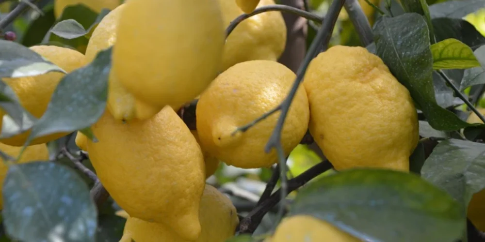 limon ihracatı