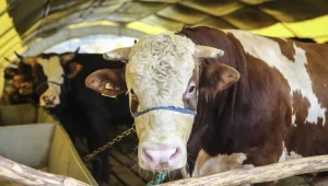 2025 İstanbul’da kurban fiyatları belli oldu! Büyükbaş 90.000-250.000 TL, küçükbaş