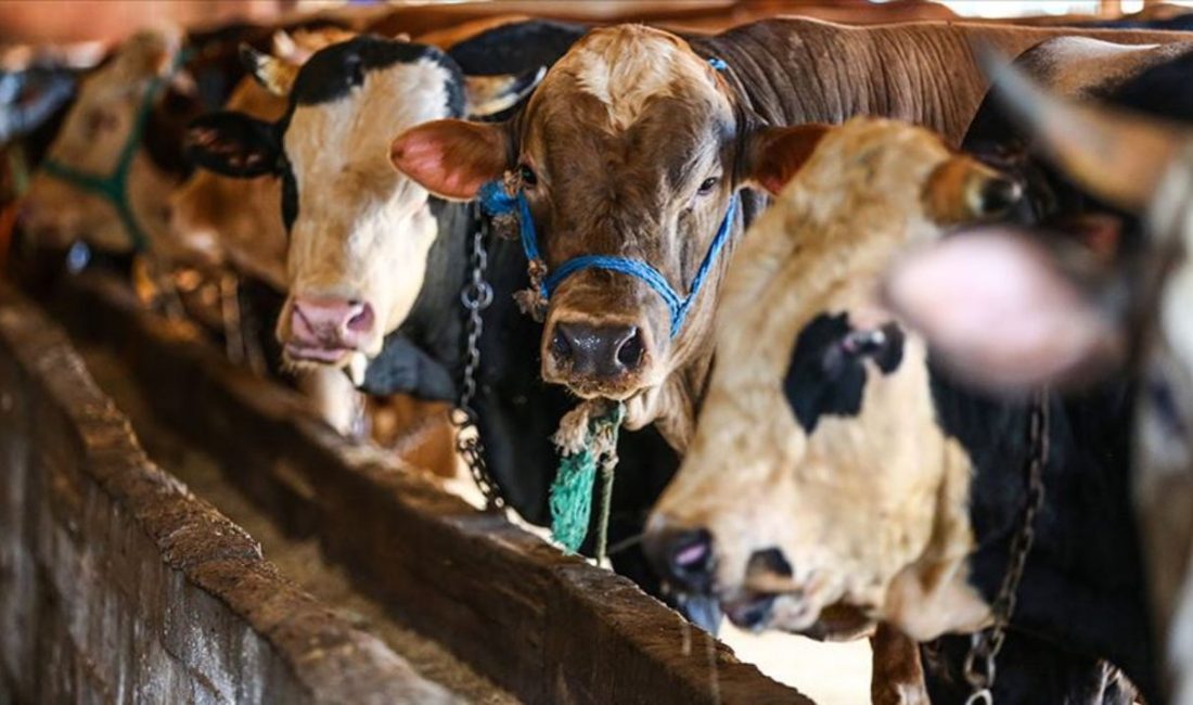 2025 Kurban Bayramı 6 Haziran Cuma günü başlıyor. Peki bayram