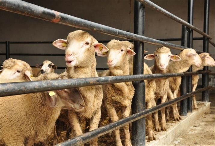 2025 Kurban Bayramı Tatili 9 Gün Olacak mı? Kabine Kararı Ne Zaman Açıklanacak?
