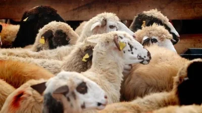 Akîka kurbanı kaç yaşına kadar kesilir, büyüyünce kesilir mi, gecikince