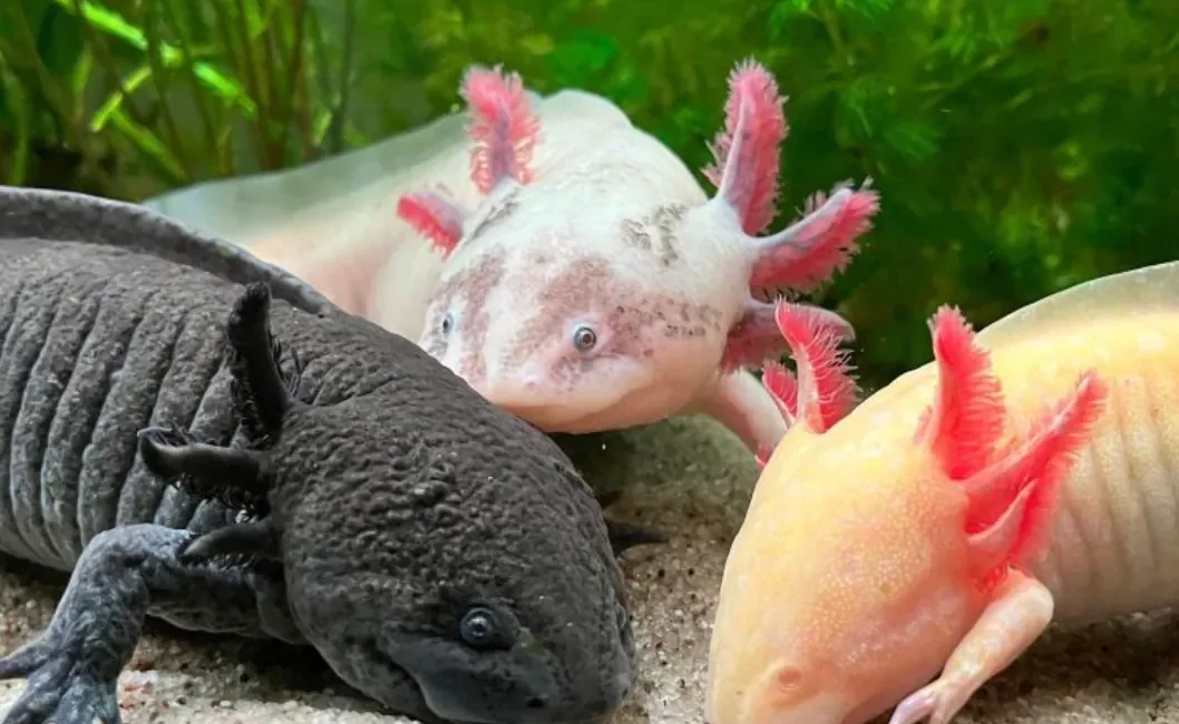 Axolotl karaya çıkabilir mi, sudan çıkarsa ölür mü, neden hep