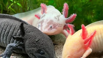 Axolotl karaya çıkabilir mi, sudan çıkarsa ölür mü, neden hep