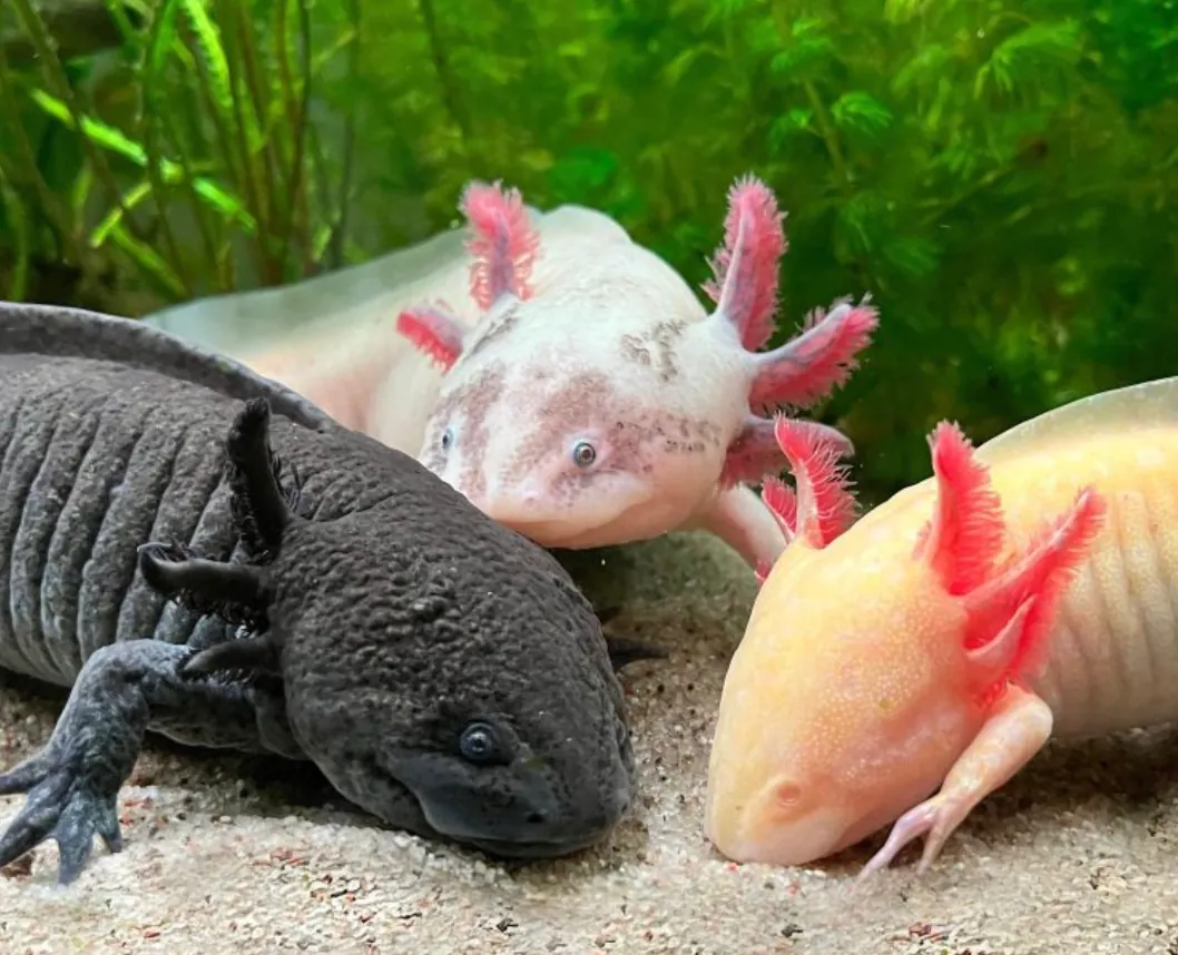 Axolotl karaya çıkabilir mi, sudan çıkarsa ölür mü, neden hep