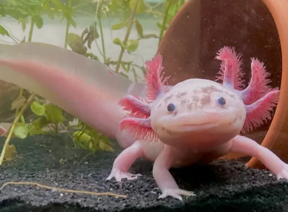 Axolotl karaya çıkabilir mi, sudan çıkarsa ölür mü, neden hep suda kalmak zorunda?