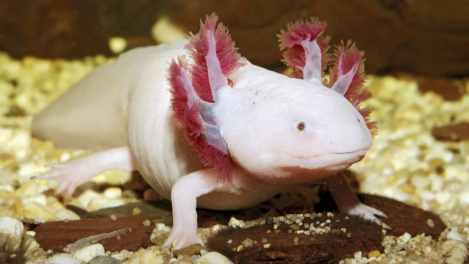 Axolotl karaya çıkabilir mi, sudan çıkarsa ölür mü, neden hep suda kalmak zorunda?
