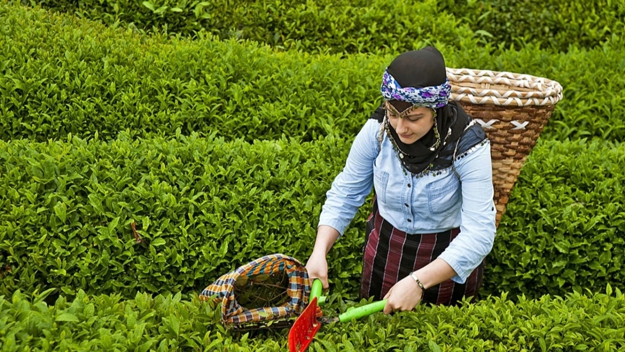 Çaya Zam mı Gelecek? 2025 Yaş Çay Fiyatı Belli Oldu! İşte Detaylar