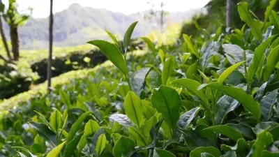 Çaya zam mı gelecek sorusu yanıt buldu. 2025 yaş çay