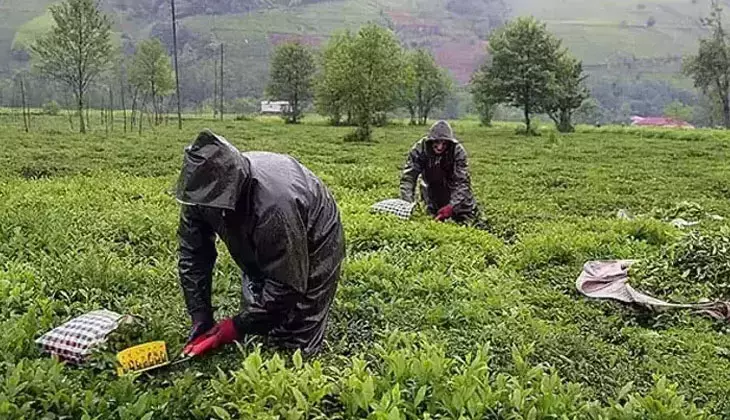 ÇAYKUR 1500 İşçi Alımı Kura Tarihi Belli Oldu! Sonuçlar Nereden ve Ne Zaman Açıklanacak?