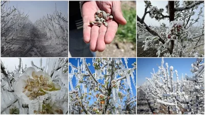 TBMM Zirai Don Olayını Araştırma Komisyonu, zirai dondan etkilenen bölgelerde