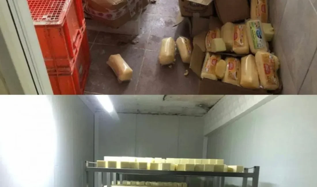 Sakarya'nın Pamukova ilçesinde yapılan operasyonda, tarihi geçmiş 5 ton kaşar