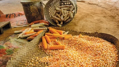 ABD'nin agresif fiyat politikası, küresel mısır piyasasında önemli bir değişim