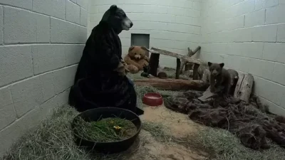 Kaliforniya’da annesiz kalan minik siyah ayı yavrusu, San Diego Humane