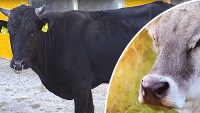 Kırsalda Bereket Hayvancılığa Destek Projesi başvuru sonuçları Haziran ayının ilk