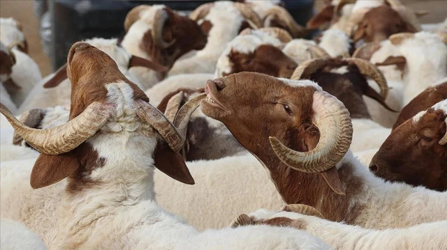 Kurban Bayramı 2025 yılında ne zaman? Kurban Bayramı’na kaç gün