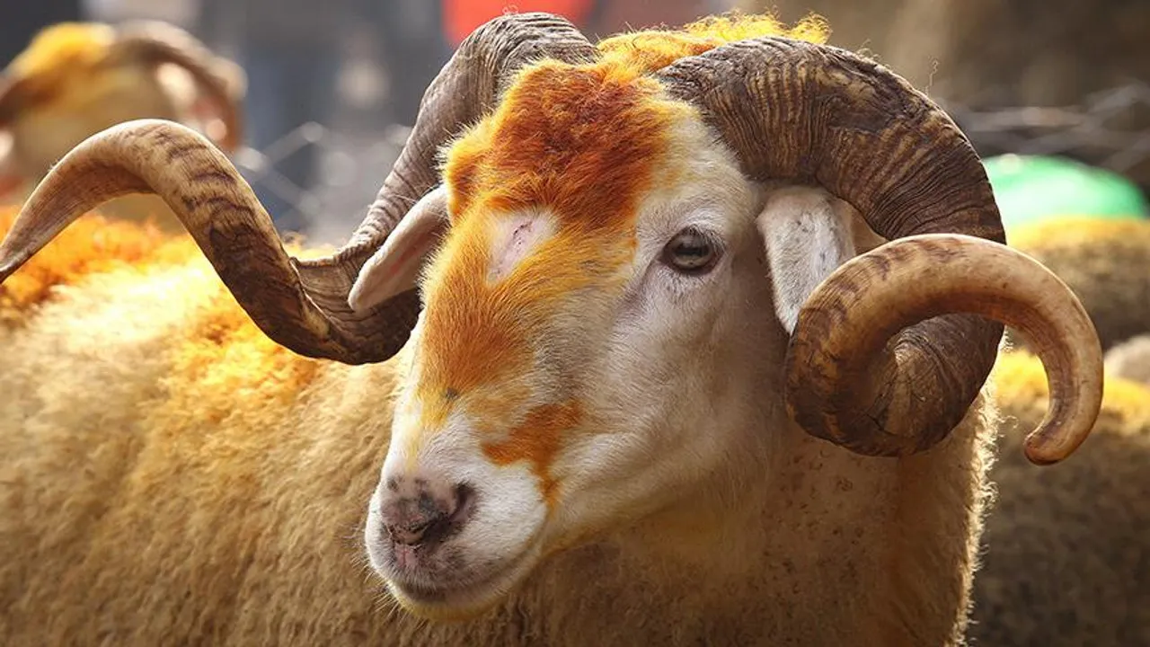 Kurban Kesmek Farz mı? Kimler Kurban Kesmekle Yükümlüdür?