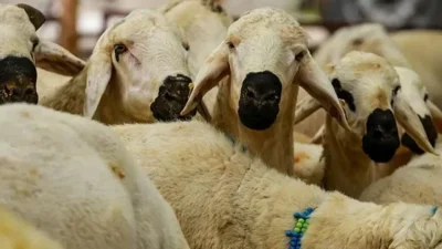 Türkler’de kurban kesmek farz mı? Kurban Arap kültüründen mi geliyor?