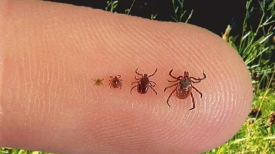 Sağlık Bakanlığı, Kurban Bayramı öncesi Kırım Kongo Kanamalı Ateşi (KKKA)