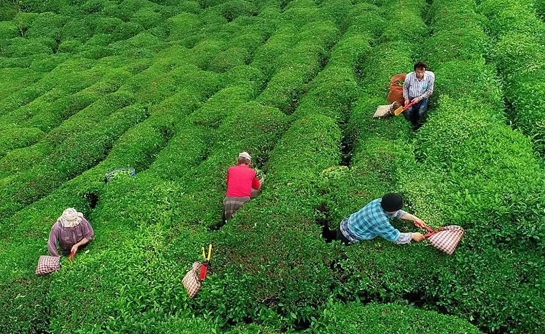Karadeniz’in sisli tepelerinden kopup gelen bu çay, neden birden 23