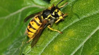 Tarım ve Orman Bakan Yardımcısı Ahmet Gümen, Ordu’da yaptığı açıklamada,