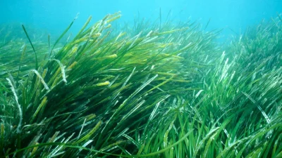 Türkiye'deki denizler ne kadar karbon tutuyor? Ağaçlarla arasındaki bağlantı nedir?