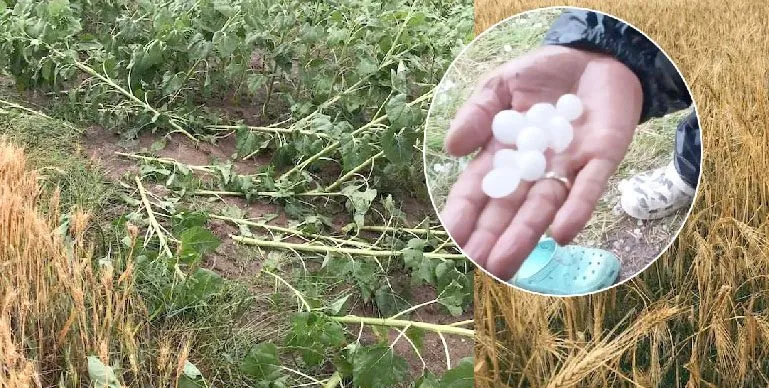 Edirne'de dolu yağışı etkili oluyor. Yetkililer incelemelerde bulundu..