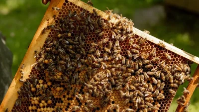 Dünya'nın en pahalı yiyeceklerinden biri olarak biliniyor. Neden çok pahalı?