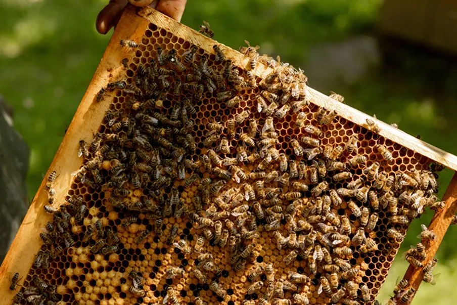 Dünya'nın en pahalı yiyeceklerinden biri olarak biliniyor. Neden çok pahalı?