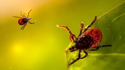 Türkiye'de kırım kongo kanamalı ateşi riski devam ediyor. Kendimizi nasıl