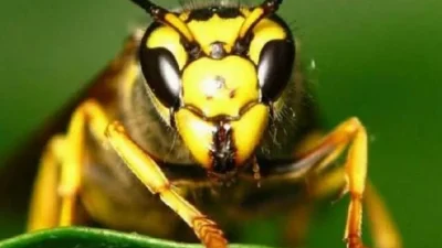 Rize İl Tarım ve Orman Müdürlüğü, kahverengi kokarca zararlısına karşı