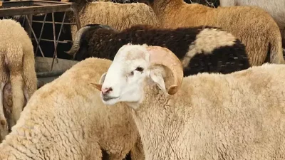  Kurban Bayramı öncesinde Fas’ta hayvan pazarları kapatıldı ve tüm kurban