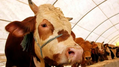 2025 İstanbul kurbanlık satış yerleri rehberi! Avrupa & Anadolu yakası