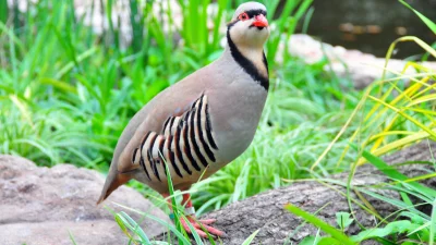 Keklik ne kadar kene yer? Bir keklik 1 milyon kene