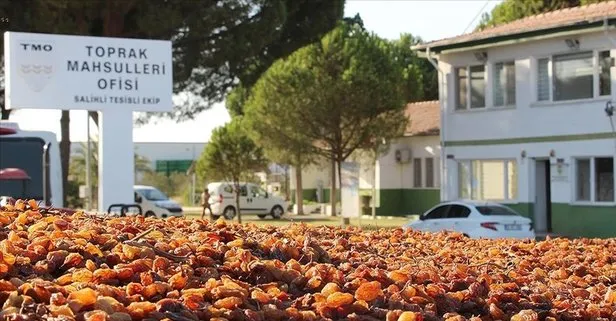 TMO Randevusu Nasıl Alınır, 2025 Buğday Fiyatı Ne Kadar Oldu, Alım Süreci Ne Zaman Bitiyor?