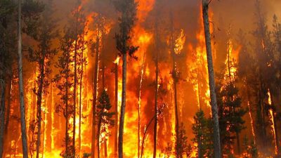 2025 yılında kaç orman yangını çıktı? Türkiye genelinde 3.242 yangın