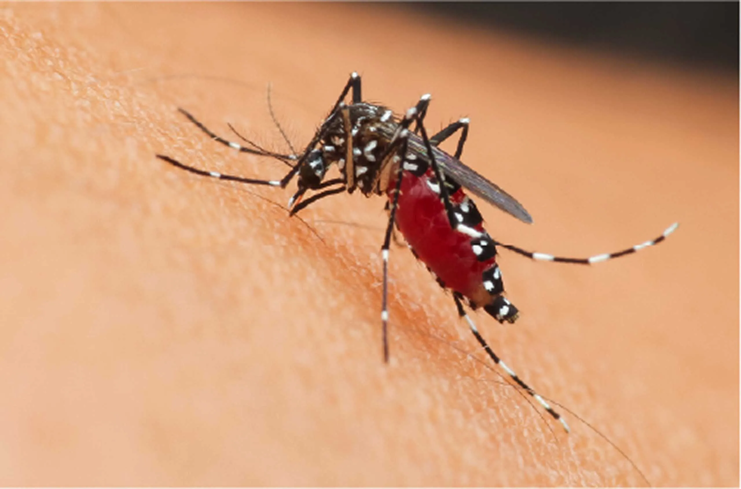Chikungunya Virüsü Nedir? Belirtileri, Bulaşma Yolları ve DSÖ Uyarısı