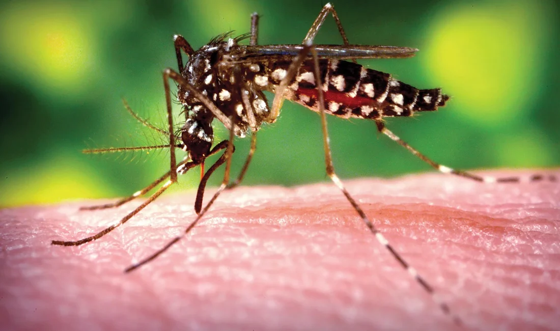 Chikungunya virüsü nedir? DSÖ’nün sivrisinek uyarısıyla gündeme gelen virüsün belirtileri,
