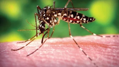 Chikungunya virüsü nedir? DSÖ’nün sivrisinek uyarısıyla gündeme gelen virüsün belirtileri,