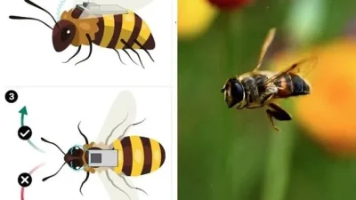 Çinli bilim insanları, işçi arıların beyinlerine yerleştirilen kontrol cihazlarıyla böceklerin