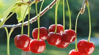 Türkiye’nin en kaliteli vişnelerinin yetiştiği Afyonkarahisar’ın Sultandağı ve Çay ilçelerinde,