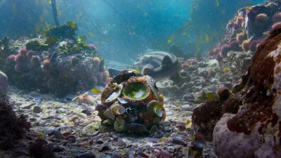 Memelilerde cinsiyet genellikle X ve Y kromozomları ile belirlenirken, doğada