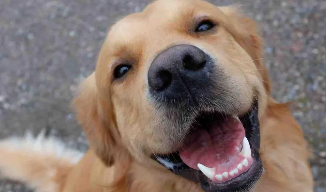 Bristol ve Manchester üniversiteleri ile Medical Detection Dogs vakfının iş