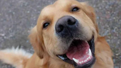 Bristol ve Manchester üniversiteleri ile Medical Detection Dogs vakfının iş