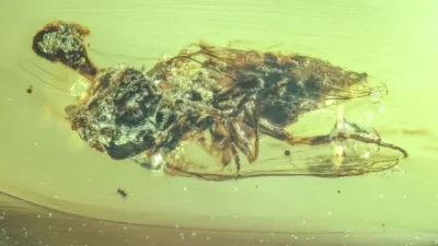 Bilim dünyası, Myanmar’da keşfedilen 100 milyon yıllık bir kehribar parçasında