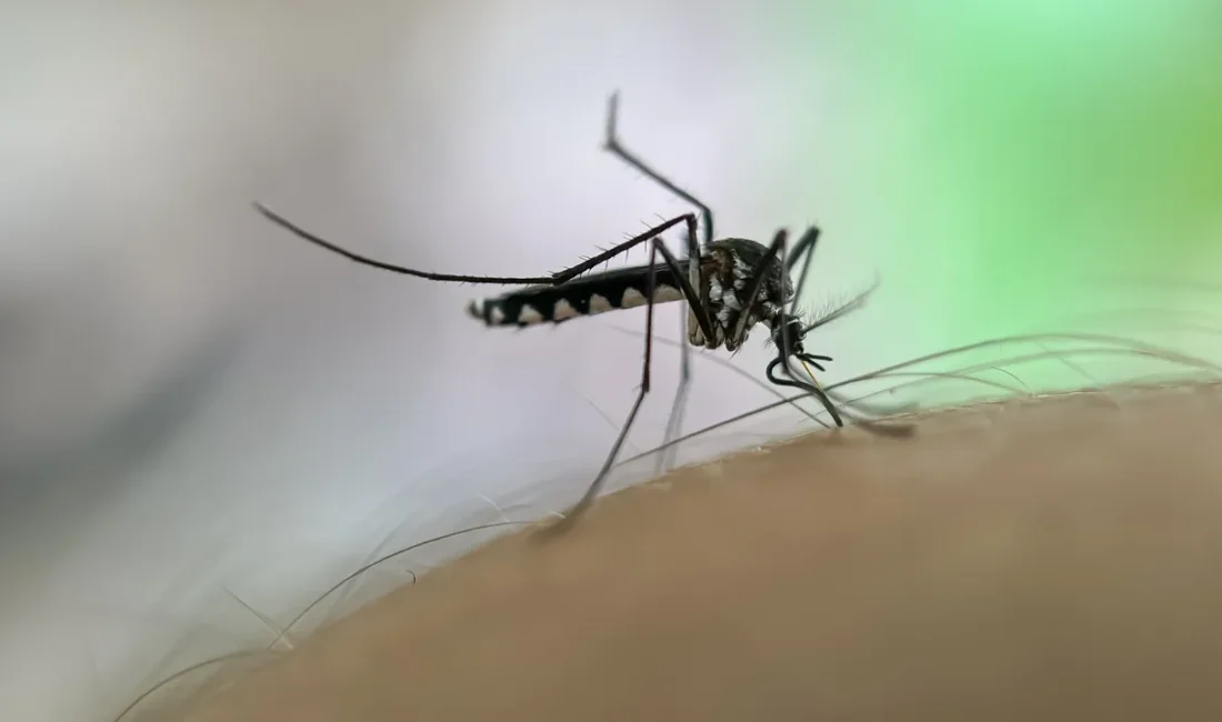 Dünya Sağlık Örgütü (DSÖ), sivrisinek yoluyla bulaşan chikungunya virüsünün yayılımının