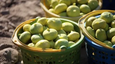 İzmir’in incir üretim merkezi Tire'de hasat sezonu yaklaşırken, açıklanan yeni