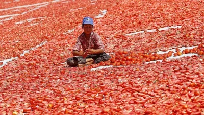 Türkiye'nin Ege bölgesinde yetişen, güneşte kurutulan domatesler, işlenip dünyanın birçok