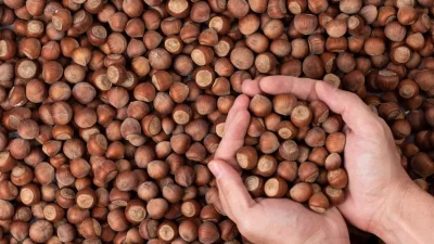 Zirai don ve düşük rekolte, fındık üreticilerini ve piyasayı zorluyor.